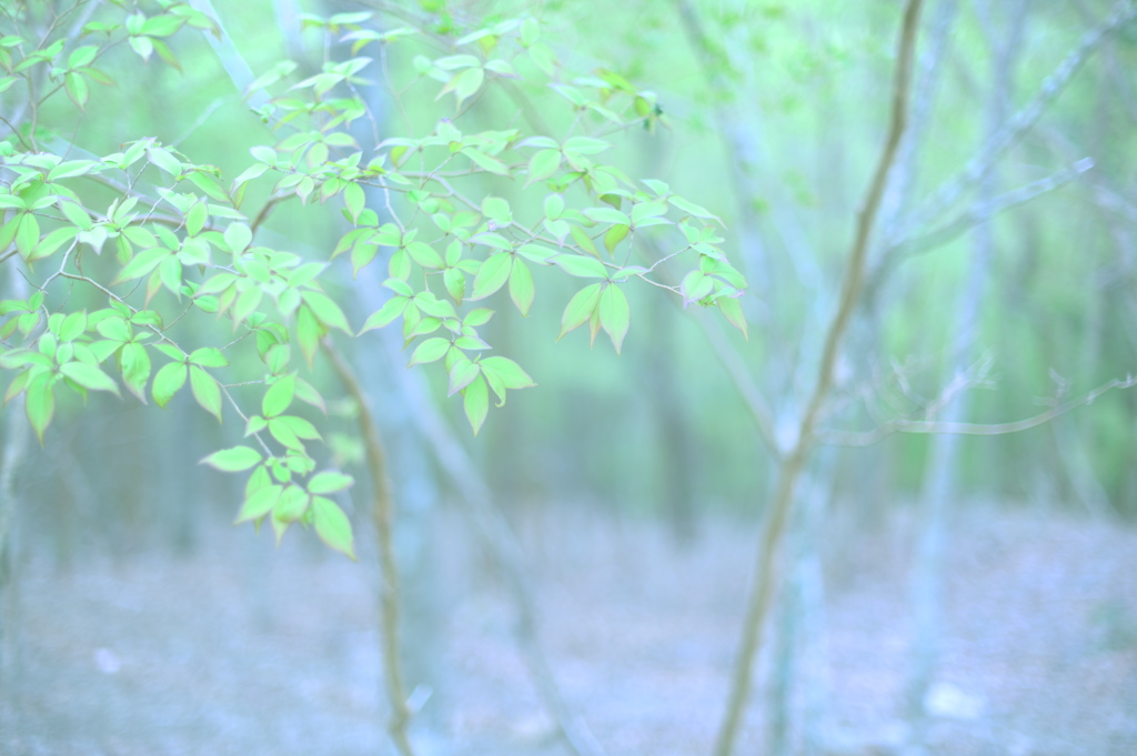 まどろみの森（女子カメ仕上）