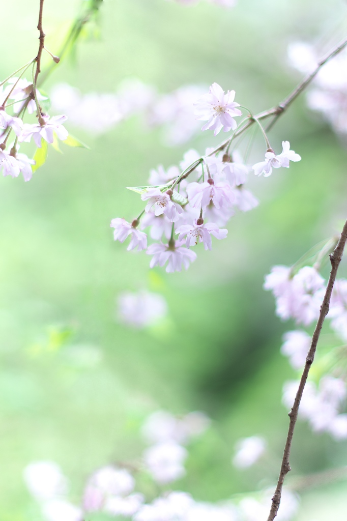 桜色々　１