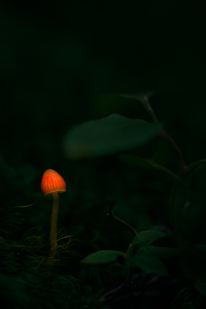 森の灯火