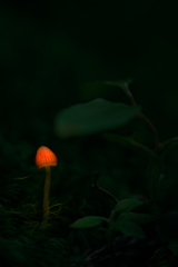 森の灯火