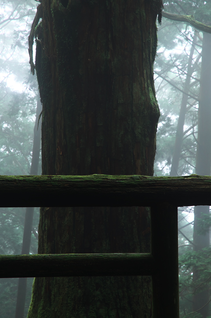 鎮守の森の巨大杉（8）