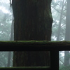 鎮守の森の巨大杉（8）