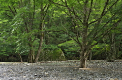 山の中の庭園