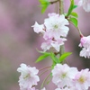 桜ー３