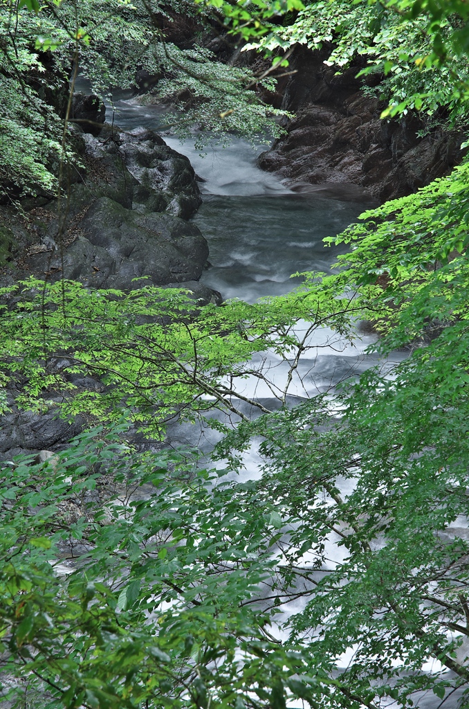 緑のスキマ
