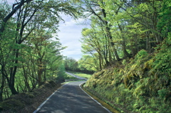 新緑の林道