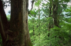 鎮守の森の巨大杉（２）