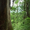 鎮守の森の巨大杉（２）