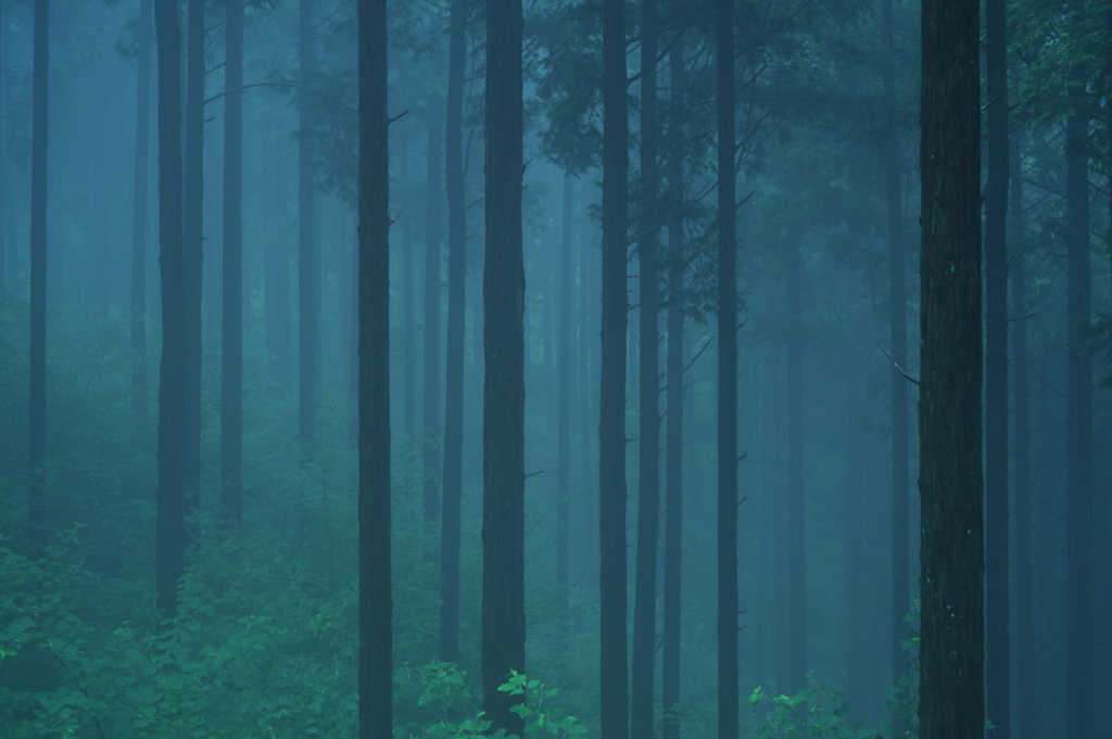 緑青の森