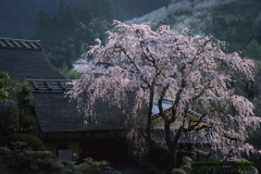茅葺屋根と枝垂れ桜