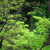 新緑の季節