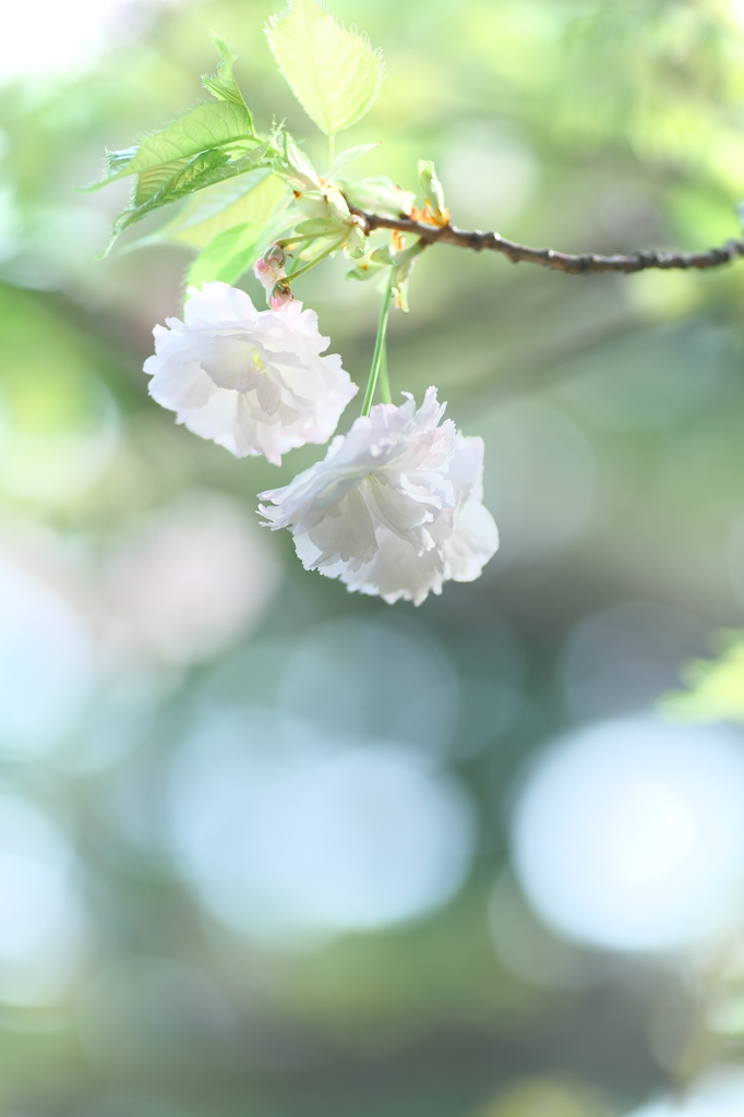 淡桜