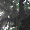 鎮守の森の巨大杉（7）