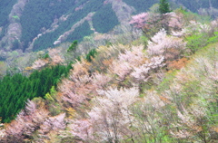 淡彩爛漫