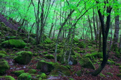 苔むす岩の森
