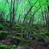 苔むす岩の森