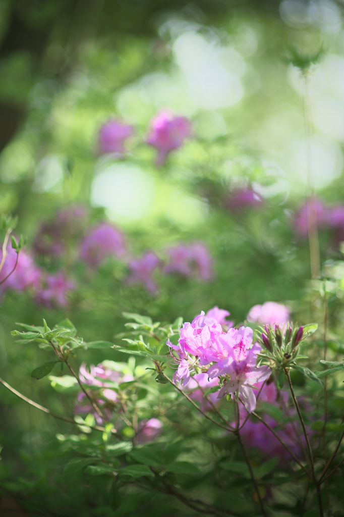 花は咲く５