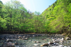 白川八丁春景