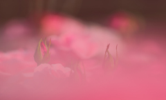 pinkの雲の中で