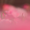 pinkの雲の中で