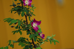 蔓バラの一種？