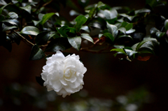 山茶花