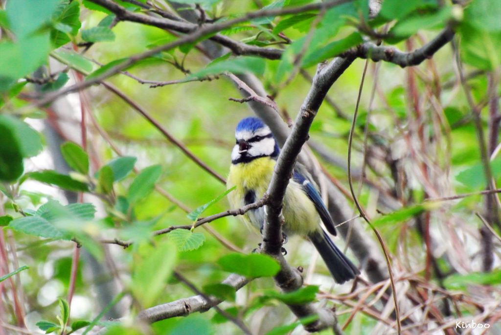 歌うアオガラ２