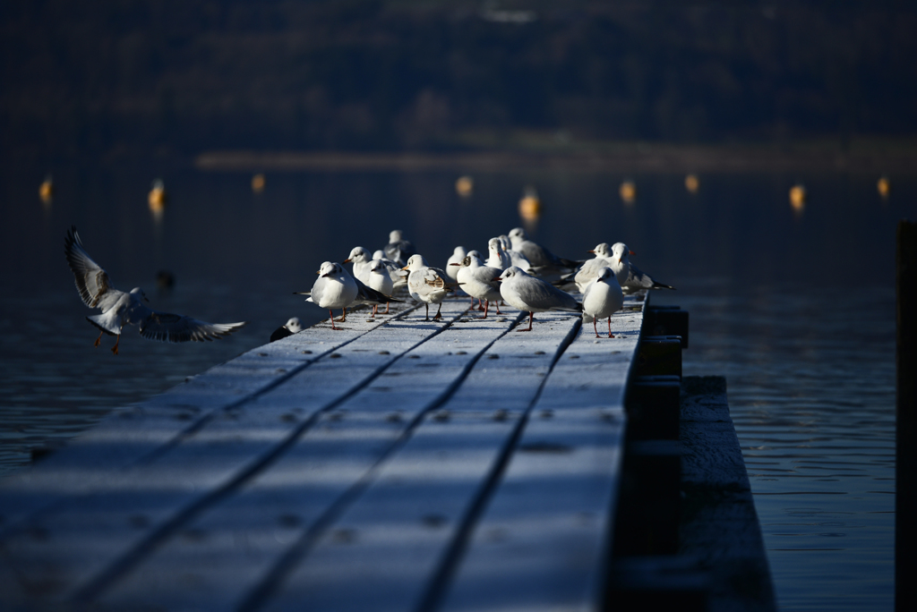 Greifensee2