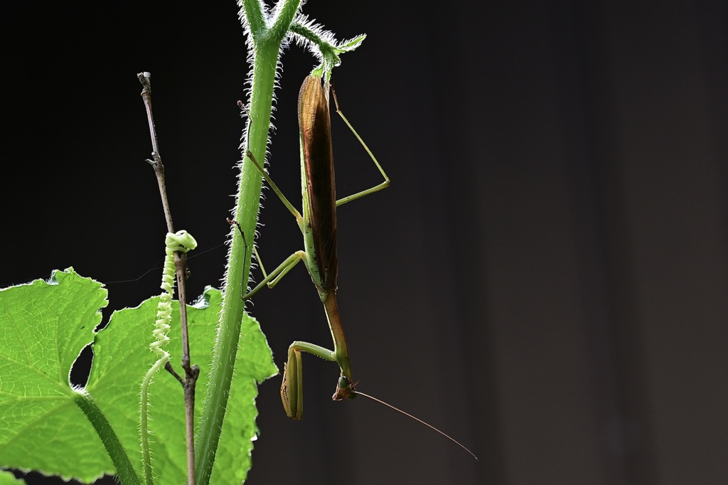 ２匹のカマキリ