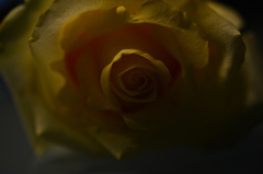 幸せの黄色いバラ　２