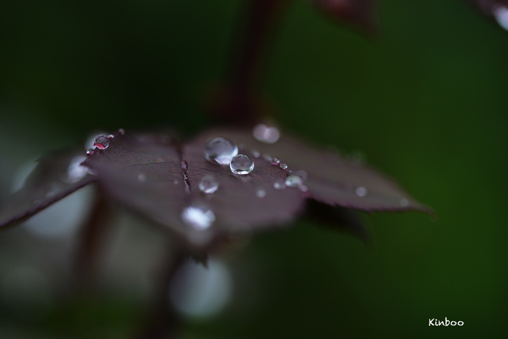 バラの葉の上に　１