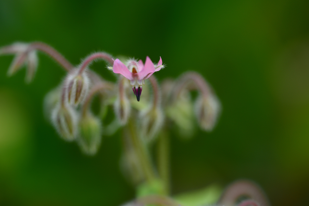 ピンクのボリジー