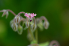 ピンクのボリジー