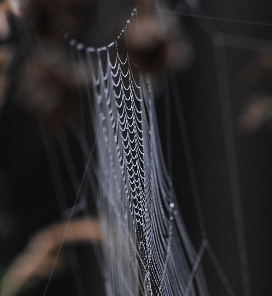 雨後のクモの巣