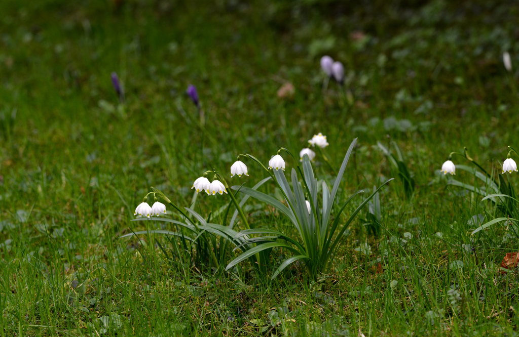 Märzbecher