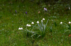 Märzbecher