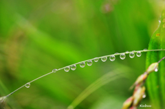 雨後４