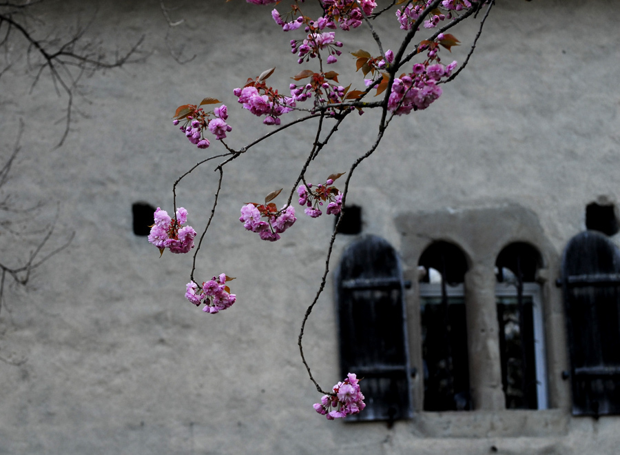 スイスにもある八重桜