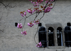 スイスにもある八重桜