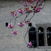 スイスにもある八重桜