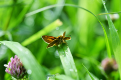 イチモンジセセリ