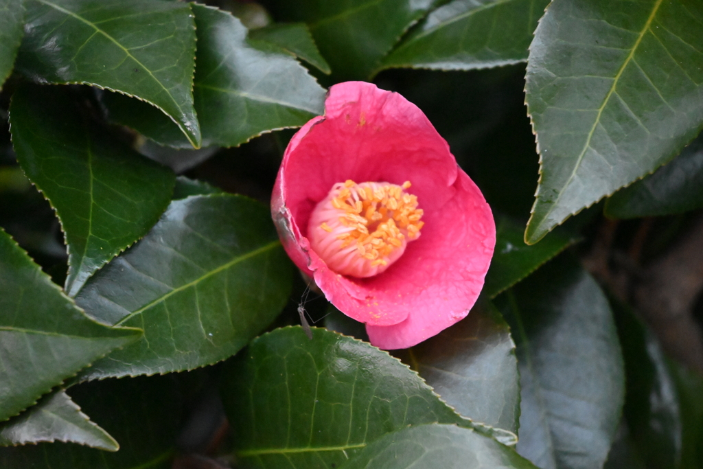 山茶花？