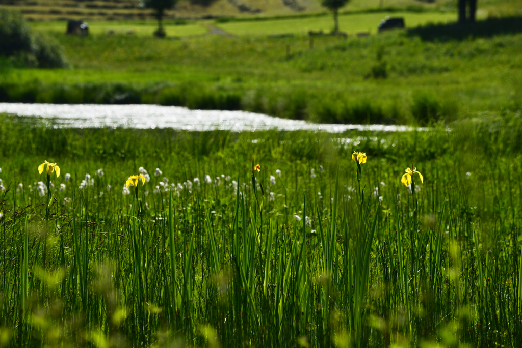 Schwendisee11