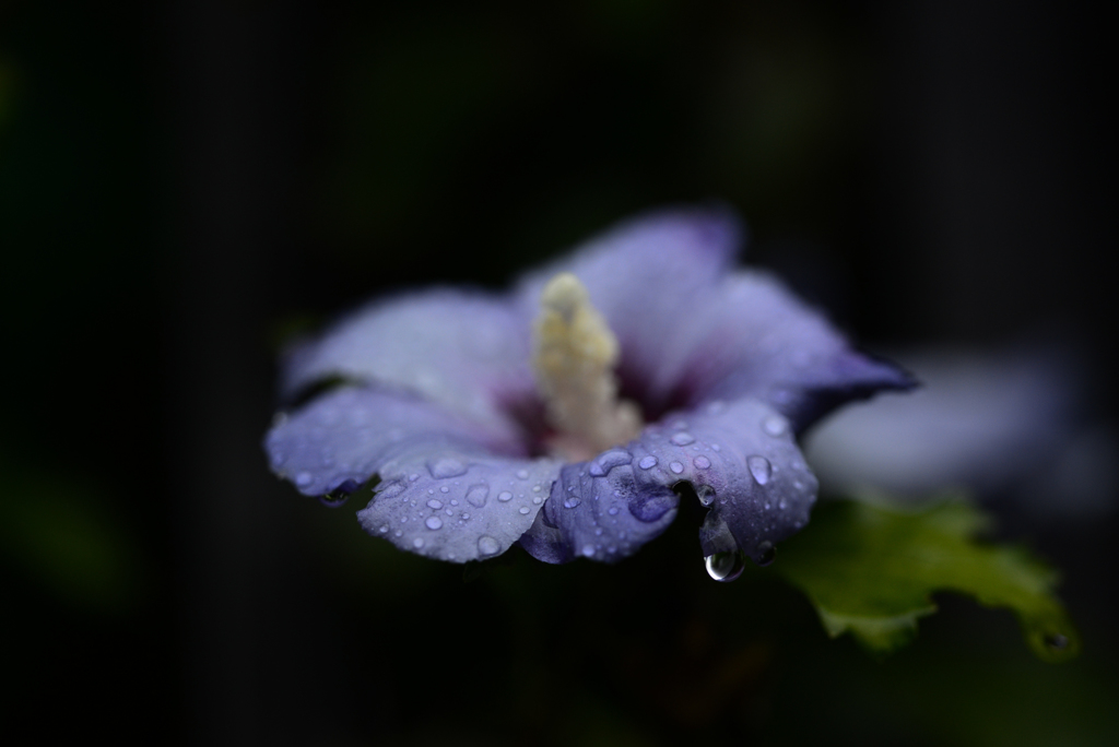 雨の日　１