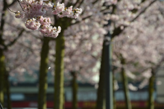 桜の背景３