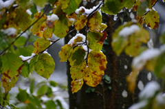 葉の上に雪