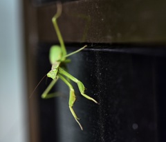 カマキリ