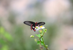 ボクを魅了するオキナワの蝶　１