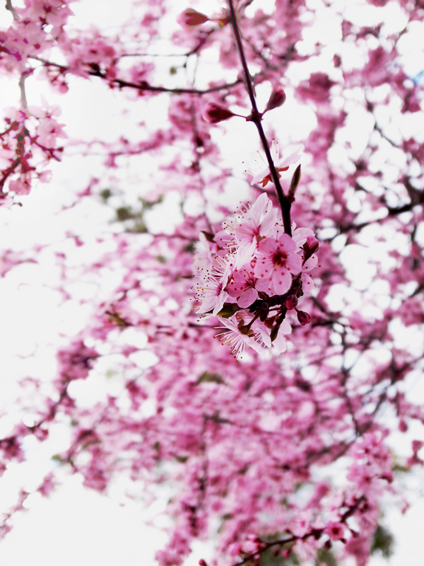 何の花でしょう？２