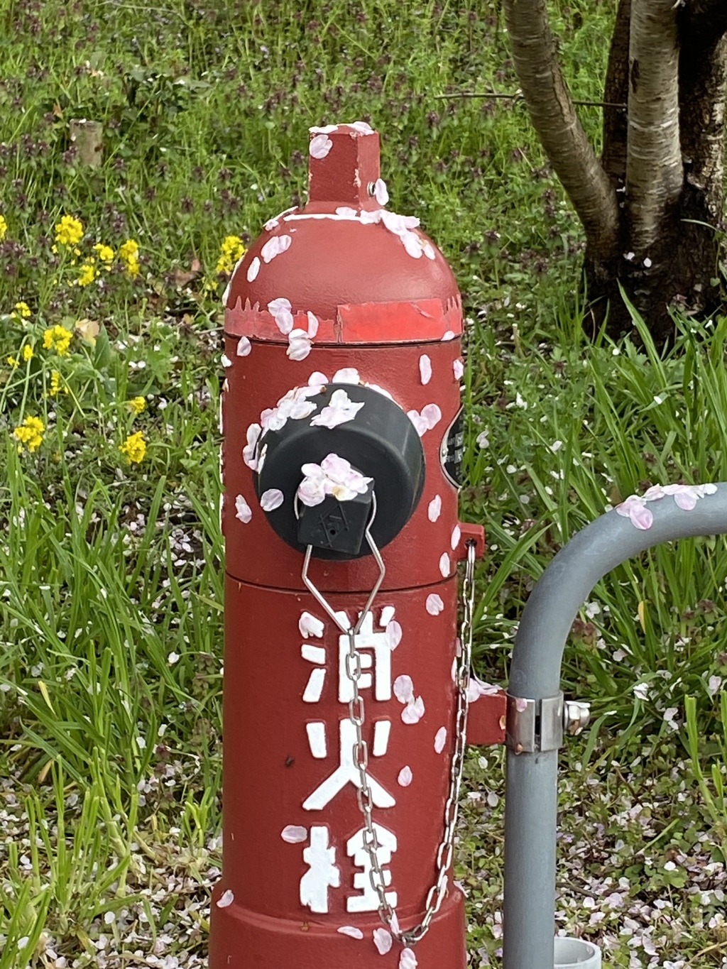 花は散っても